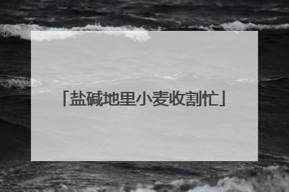 盐碱地里小麦收割忙