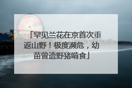 罕见兰花在京首次重返山野！极度濒危，幼苗曾遭野猪啃食