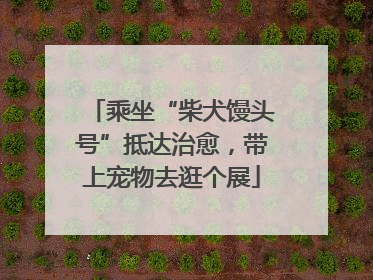乘坐“柴犬馒头号”抵达治愈，带上宠物去逛个展