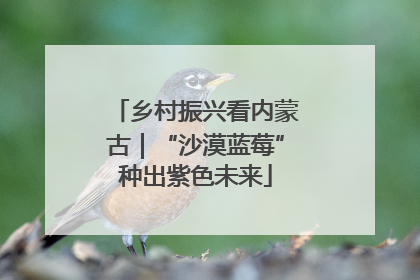 乡村振兴看内蒙古｜“沙漠蓝莓”种出紫色未来