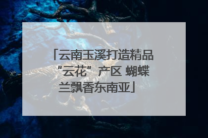 云南玉溪打造精品“云花”产区 蝴蝶兰飘香东南亚