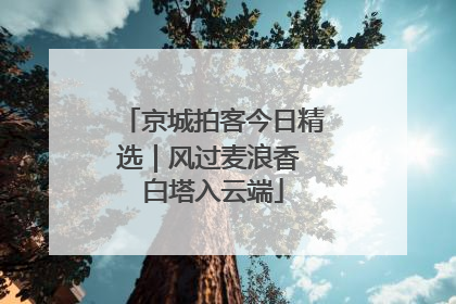 京城拍客今日精选｜风过麦浪香 白塔入云端