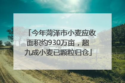 今年菏泽市小麦应收面积约930万亩，超九成小麦已颗粒归仓