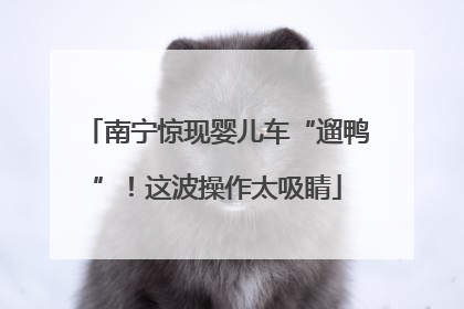 南宁惊现婴儿车“遛鸭”！这波操作太吸睛