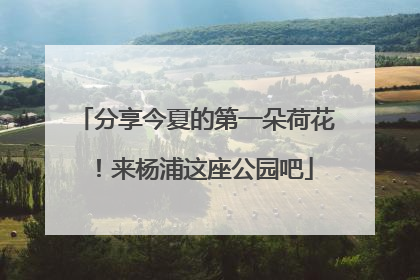 分享今夏的第一朵荷花！来杨浦这座公园吧