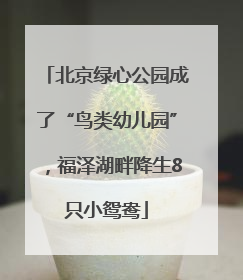 北京绿心公园成了“鸟类幼儿园”，福泽湖畔降生8只小鸳鸯