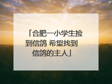 合肥一小学生捡到信鸽 希望找到信鸽的主人