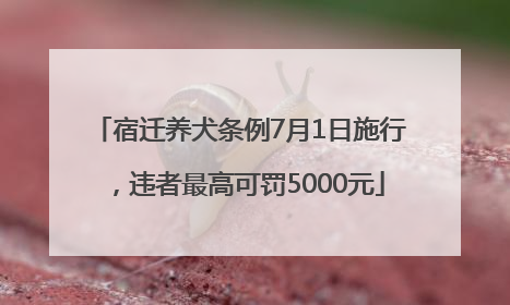 宿迁养犬条例7月1日施行，违者最高可罚5000元