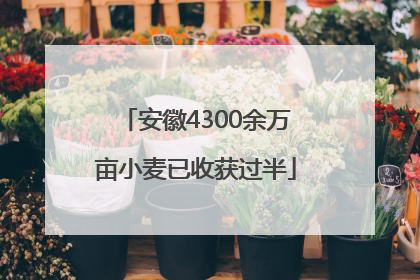 安徽4300余万亩小麦已收获过半