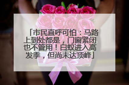 市民直呼可怕：马路上到处都是，门窗紧闭也不管用！白蚁进入高发季，但尚未达顶峰
