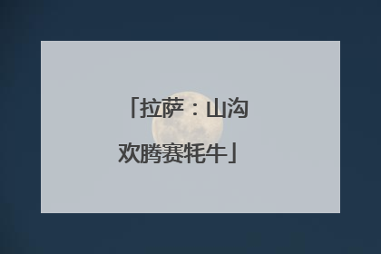 拉萨：山沟欢腾赛牦牛