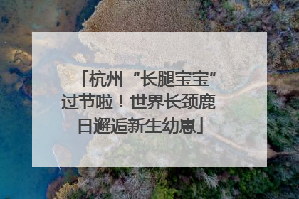 杭州“长腿宝宝”过节啦！世界长颈鹿日邂逅新生幼崽