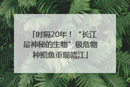 时隔20年！“长江最神秘的生物”极危物种鳤鱼重现赣江