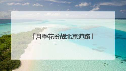 月季花扮靓北京道路