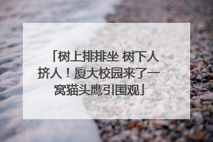 树上排排坐 树下人挤人！厦大校园来了一窝猫头鹰引围观