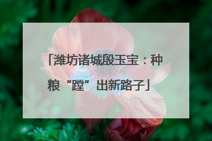 潍坊诸城殷玉宝：种粮“蹚”出新路子