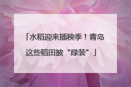 水稻迎来插秧季！青岛这些稻田披“绿装”