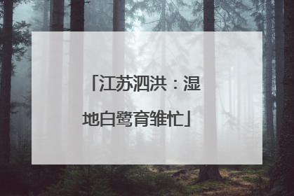 江苏泗洪：湿地白鹭育雏忙