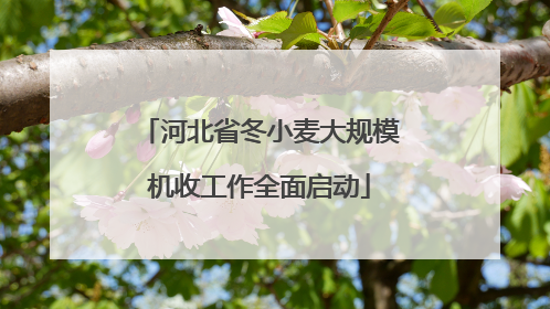 河北省冬小麦大规模机收工作全面启动