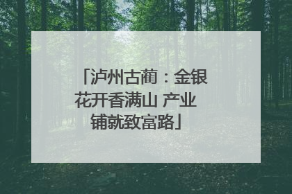 泸州古蔺：金银花开香满山 产业铺就致富路