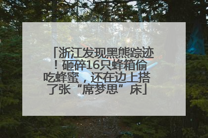 浙江发现黑熊踪迹！砸碎16只蜂箱偷吃蜂蜜，还在边上搭了张“席梦思”床