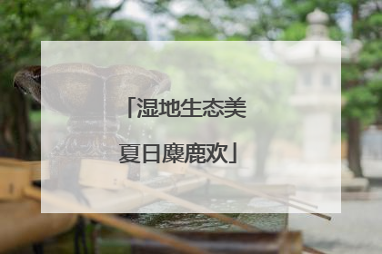 湿地生态美 夏日麋鹿欢