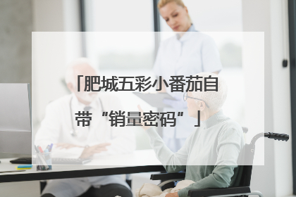 肥城五彩小番茄自带“销量密码”