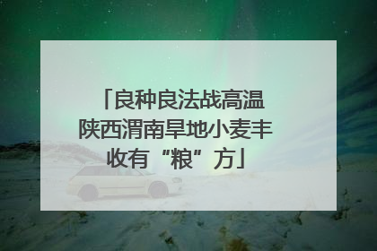 良种良法战高温 陕西渭南旱地小麦丰收有“粮”方