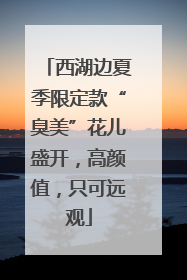 西湖边夏季限定款“臭美”花儿盛开，高颜值，只可远观