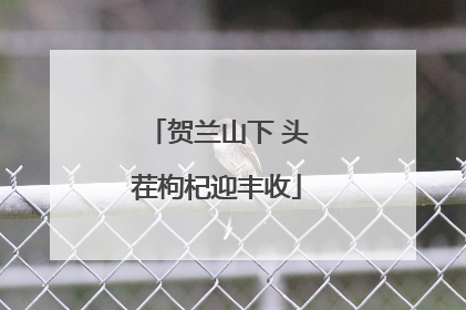 贺兰山下 头茬枸杞迎丰收