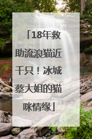 18年救助流浪猫近千只！冰城蔡大姐的猫咪情缘